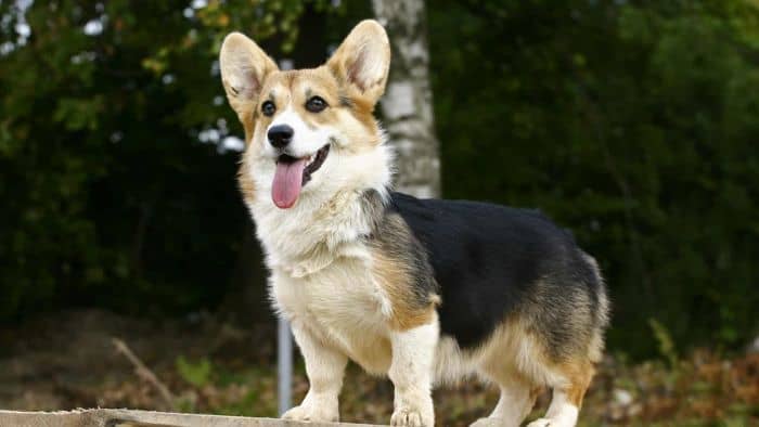  corgi dachshund mix puppy