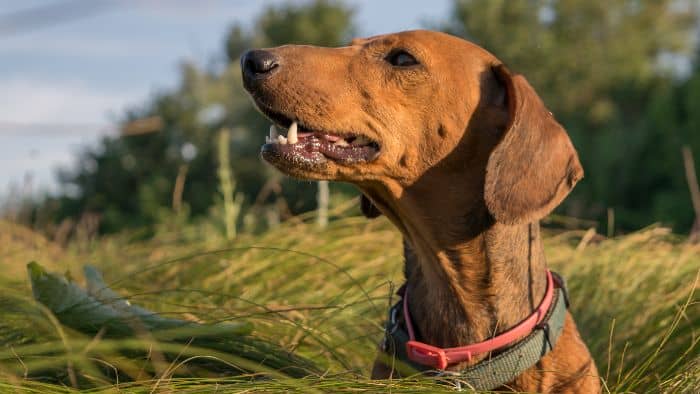  dachshund breeding problems