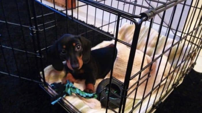  dachshund crate size