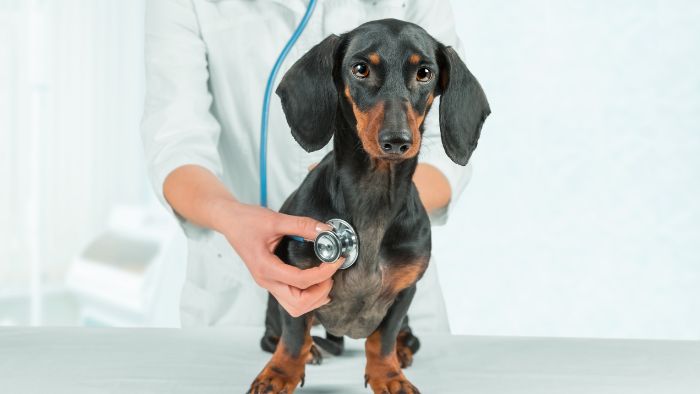  dachshund diseases