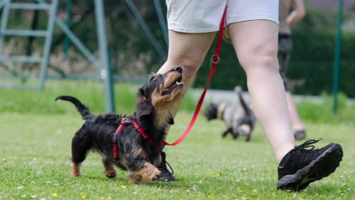  dachshund good and bad