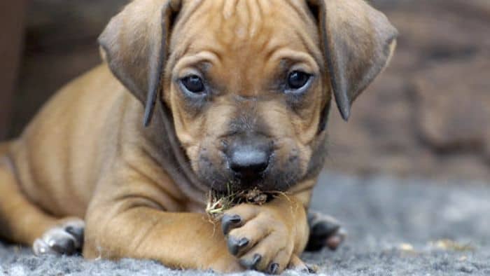  dachshund licking