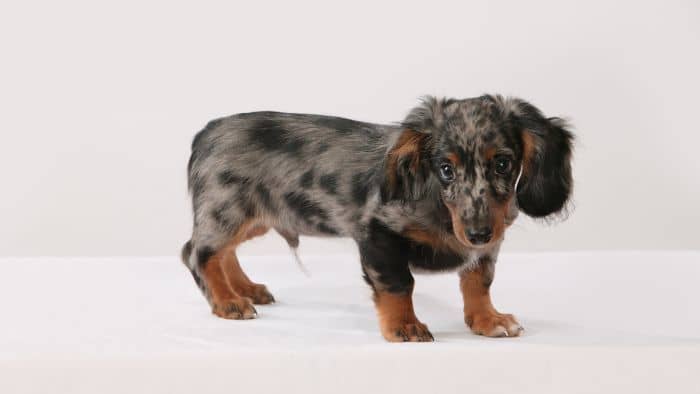  dachshund shedding level