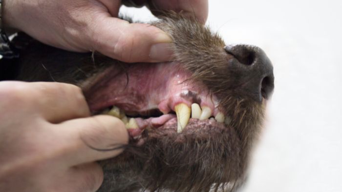  dachshund teeth problems
