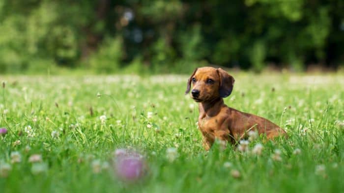 dachshund tweenie