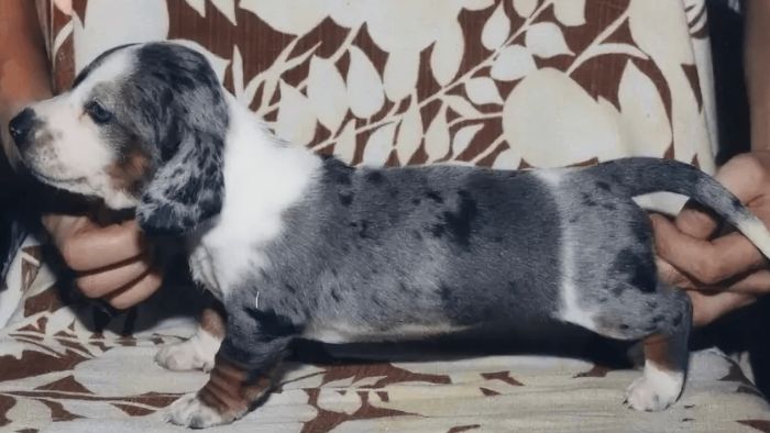  dapple vs double dapple dachshund