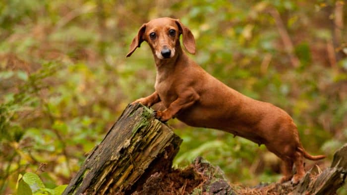  different sizes of dachshunds