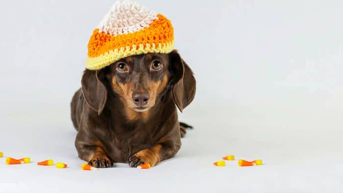  how much is a miniature dachshund