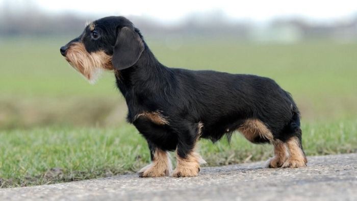  mini dachshund size and weight