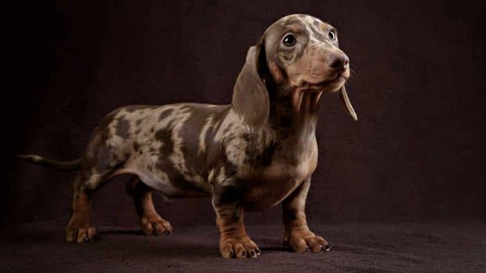  piebald dachshund