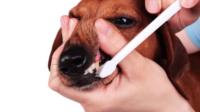  puppy breath stinks when losing teeth