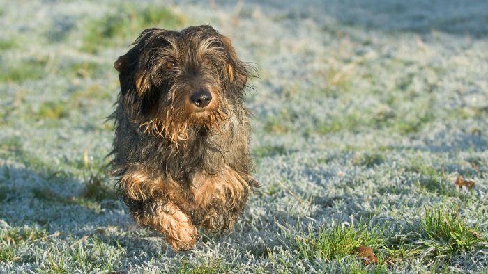 silky wire-haired dachshund grooming