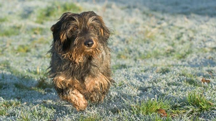  silky wire-haired dachshund grooming