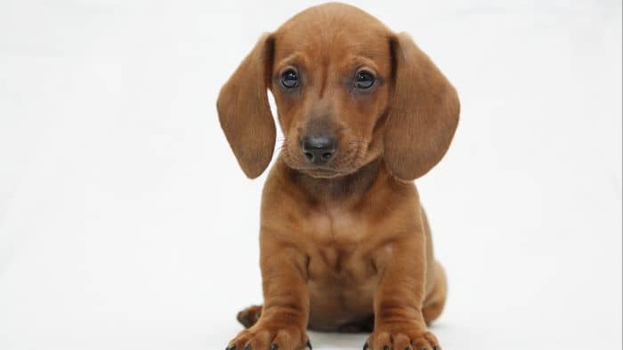  sleeping dachshund puppy