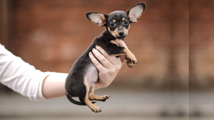  smallest dachshund in the world