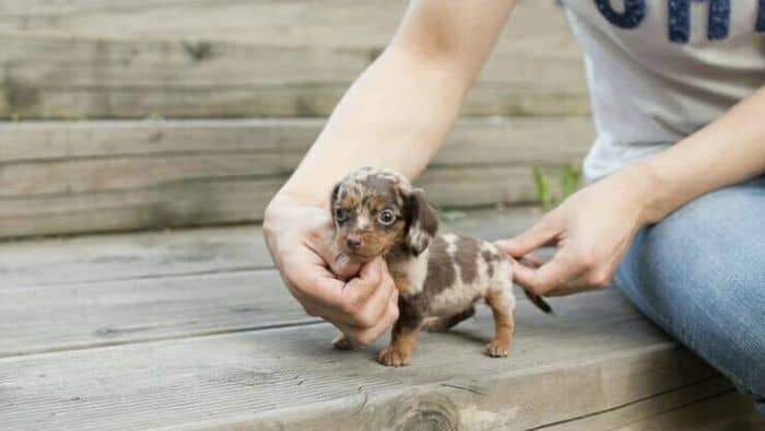  teacup dachshund size