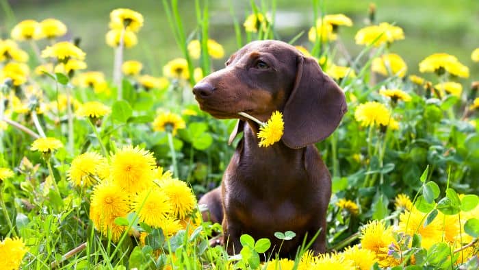  tweenie dachshunds