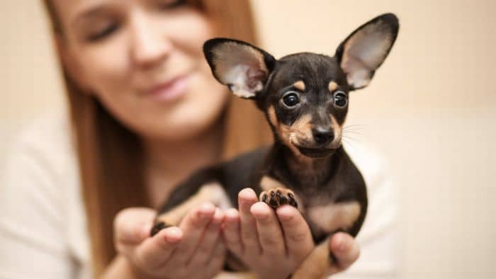  ultra miniature dachshund
