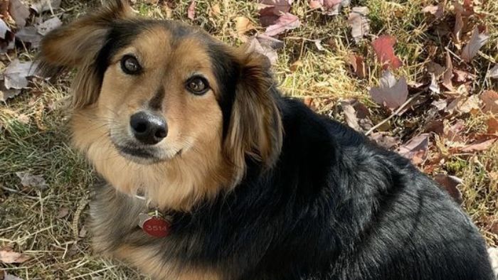  what does a sheltie dog look like
