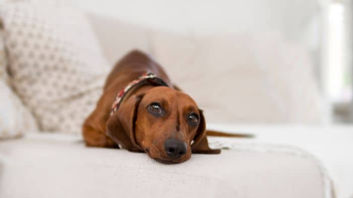  why do dachshunds lick