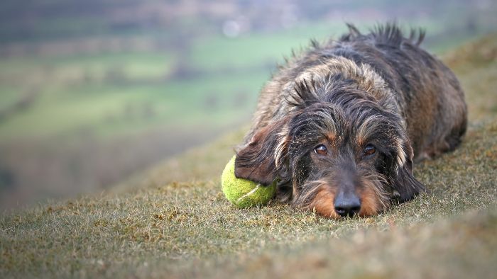  wire-haired dachshund grooming styles